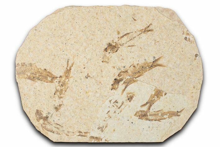 Fossil Fish (Knightia) Mortality Plate - Wyoming #339044